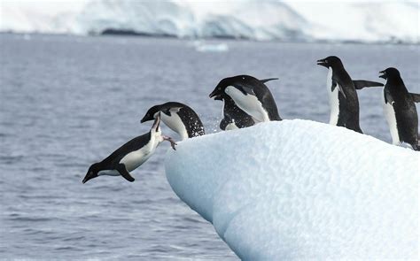 Antarctic Adaptations - Antarctic and Southern Ocean Coalition