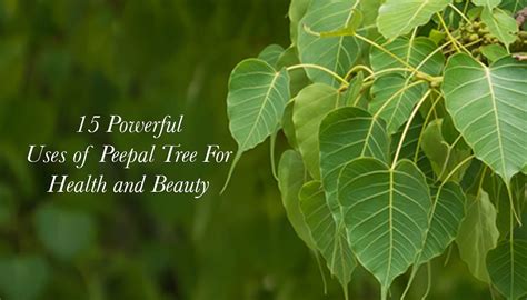 15 Health and Beauty Benefits of Peepal Tree - Kama Ayurveda