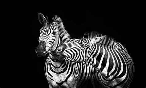 HD wallpaper: two zebra portrait, zebras, stripes, black and white, striped | Wallpaper Flare