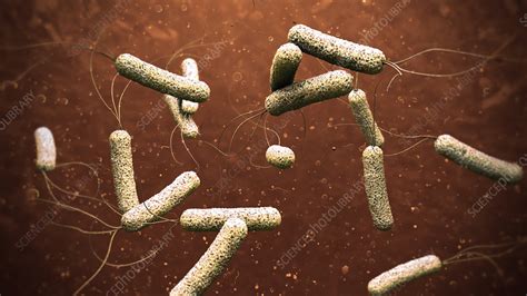 Cholera bacteria, illustration - Stock Image - F025/0482 - Science Photo Library