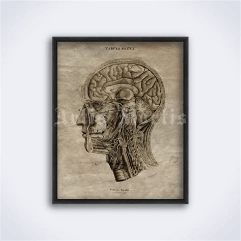 Human Brain Lateral Cross-section Anatomy Illustration Vintage Medical Art Print, Poster DIGITAL ...