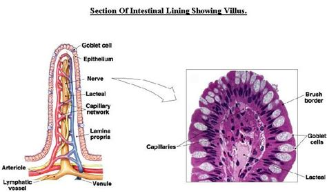 CH23 Intestinal Anatomy