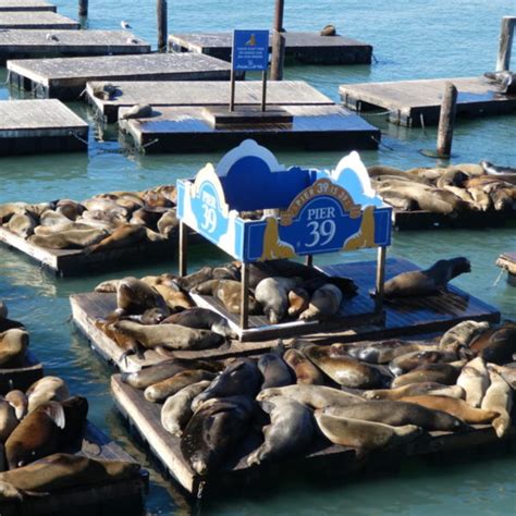 Fisherman's Wharf, San Francisco: Sea Lions and Sourdough