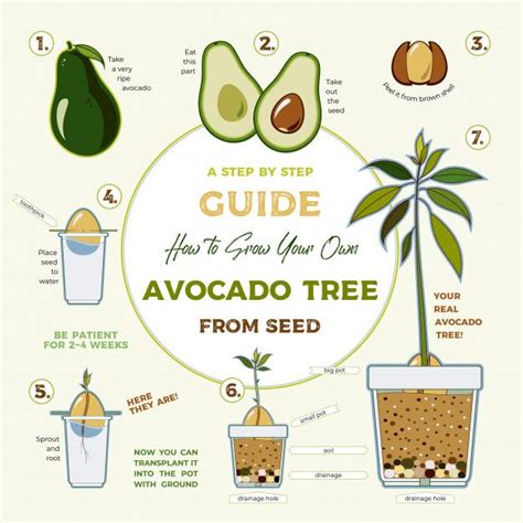 Avocado Plant Care Direct Sunlight | Home and Garden Reference