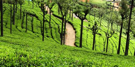 Ooty Tourism & Travel Information - Taj With Guide Blog