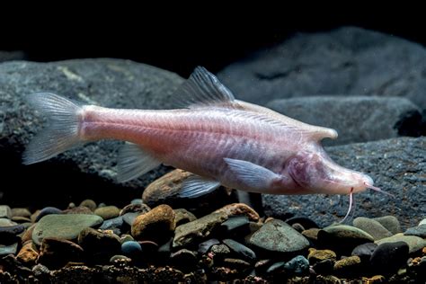 New Fish Species Discovered