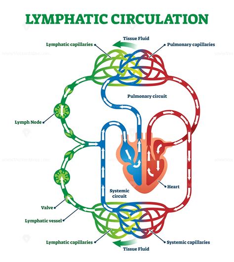 Lymphatic circulation system with lymph transportation vector ...