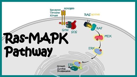 Ras-MAPK pathway | Ras-MAPK in cancer | The MAP Kinase (MAPK) signalling pathway - YouTube