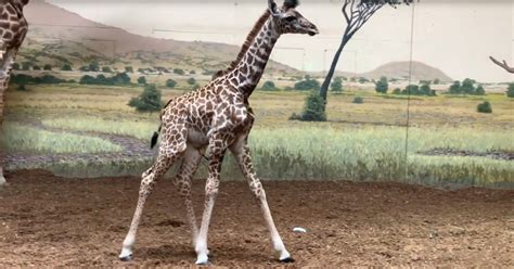 Baby Giraffe Finds His Legs In Adorable Impossible-To-Ignore Footage ...