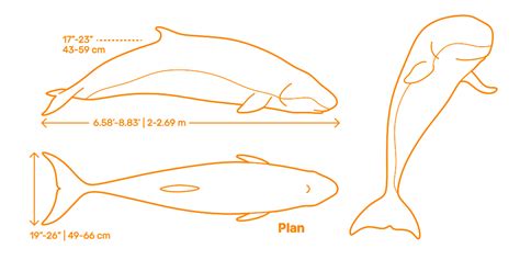 Dwarf Sperm Whale (Kogia sima) Dimensions & Drawings | Dimensions.com