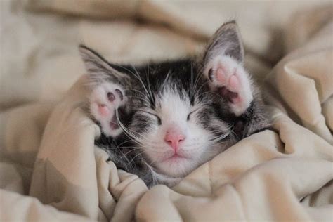 50 of the Cutest Photos of Kittens Sleeping | Reader's Digest