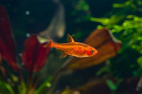 Harmony Beneath the Surface: The Serene Dance of Ember Tetras and Bettas