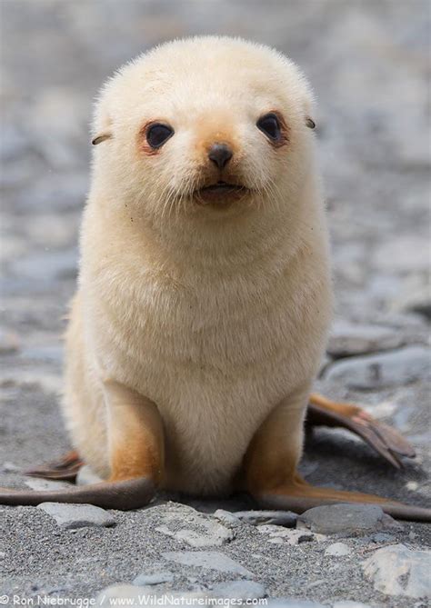 Blonde baby seal : r/aww