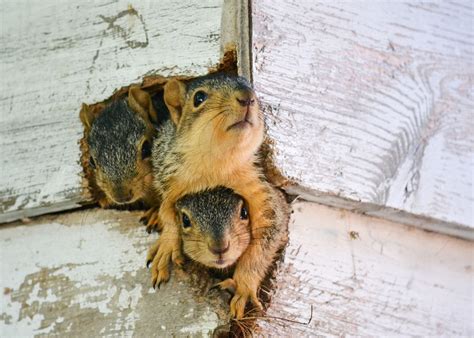 Squirrels, squirrels everywhere! Here are the winners of our annual Squirrel Week photo contest ...