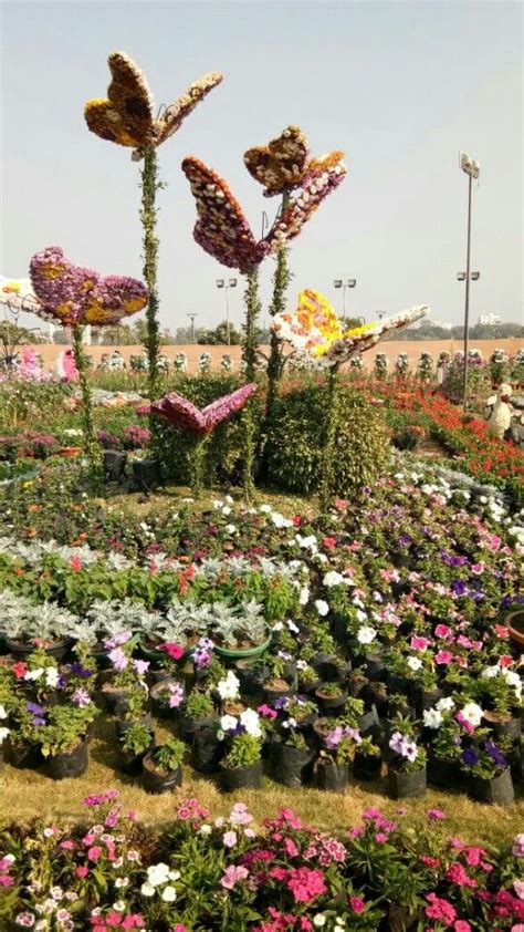 Flower show in Riverfront, Ahmedabad.2018 | Travel infographic, Flower ...