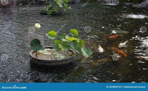 Koi Fish Pond with Some Plants Around it Stock Image - Image of outdoor ...