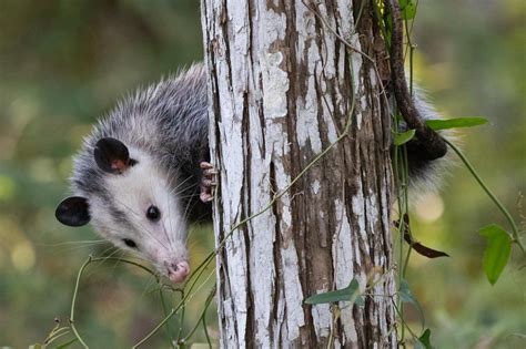 Do opossums actually hang by their tails? | A Moment of Science ...