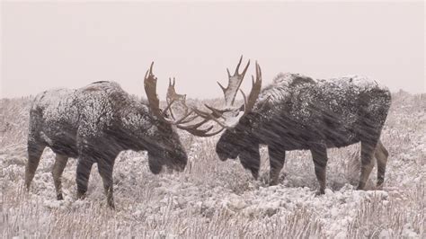 Free photo: Bull Moose Fight - Animal, Battle, Bull - Free Download ...