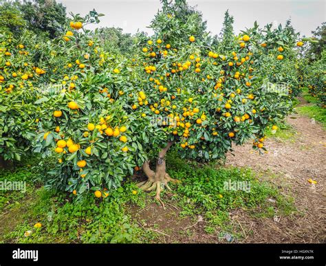 Tangerine orange farm in Jeju island, South Korea Stock Photo - Alamy