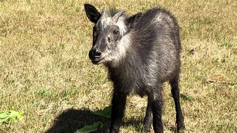 Creature Feature: Japanese Serow | Assiniboine Park Conservancy