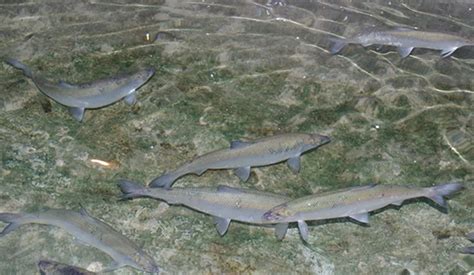 Yellowstone Officials Work to Remove Invasive Cisco Fish Species