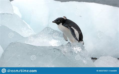 Adelie Penguin in Antarctica Stock Image - Image of chick, cold: 262272521