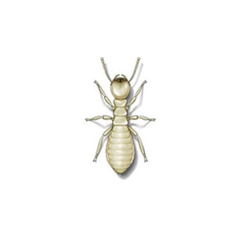 Eastern Subterranean Termite Identification | Active Pest Control ...