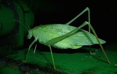 Pictures of Katydids