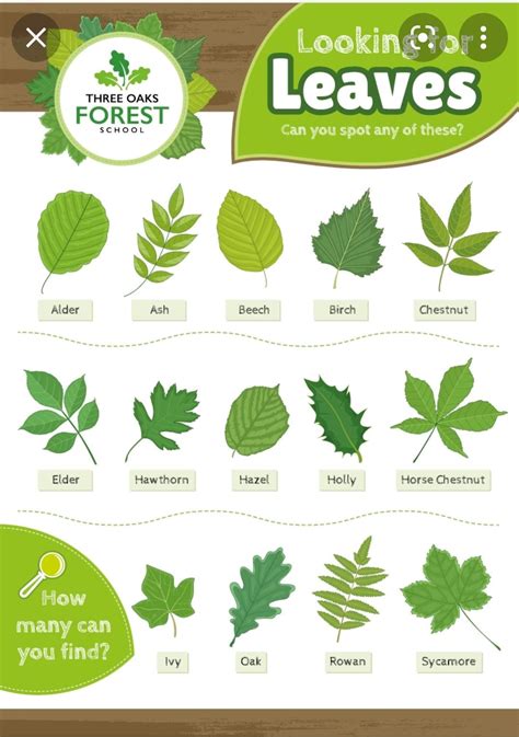 Tree Leaf Identification, Forest School Activities, School Food, Conifers, Tree Leaves, Summer ...