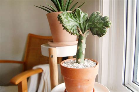 How to Grow and Care for Coral Cactus