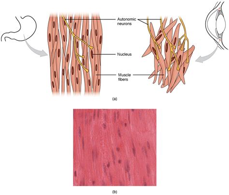 This diagram shows the structure of smooth muscle. To the left of the ...