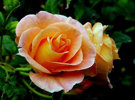 Download Peach Flower Flower Nature Rose HD Wallpaper