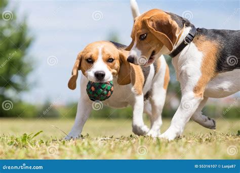 Two Beagle dogs playing stock image. Image of jump, mammal - 55316107