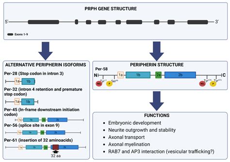 IJMS | Free Full-Text | Role of the Intermediate Filament Protein Peripherin in Health and Disease