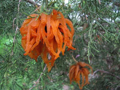 Identify and Treat Cedar Apple Rust on Fruit Trees — The Giving Grove