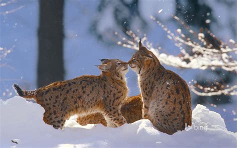 ANIMAUX DANS LA NEIGE