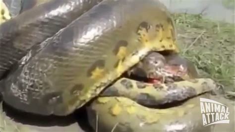 Python vs Crocodile Fight Python Kills Crocodile - YouTube