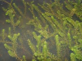 Elodea canadensis (common waterweed): Go Botany