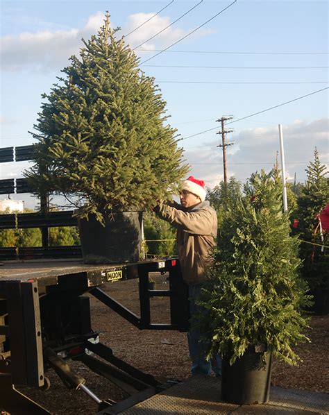 Living on Earth: Renting Trees Keeps the Christmas Spirit Alive