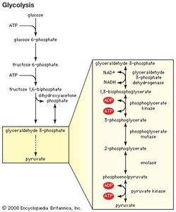 kinase | Definition, Biology, & Function | Britannica.com