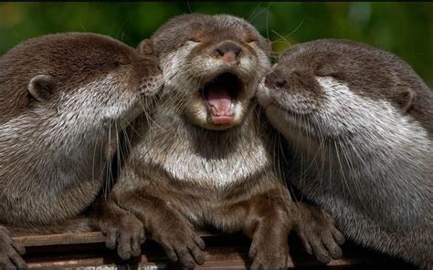 Top 12 River Otter Facts - Diet, Habitat, Anatomy & More - Facts.net