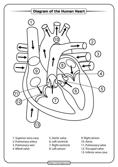 diagram of the human heart with labels