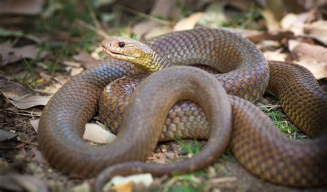 Behind the image: dangerous animals - Australian Geographic