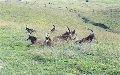 The Sable Antelope: Habitats, Environment, Diet, and More – The Safari ...