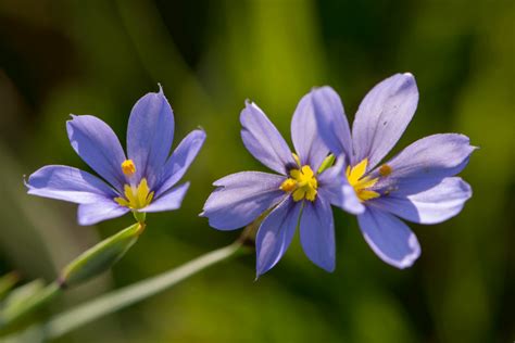 From All Directions: Texas Wildflowers - Blue Eyed Grass