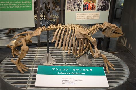 Ashoro Museum of Paleontology 足寄動物化石博物館｜Ռոշանակ