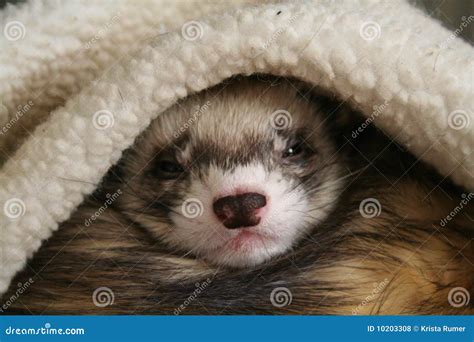 Sleeping Ferret stock photo. Image of domestic, tired - 10203308