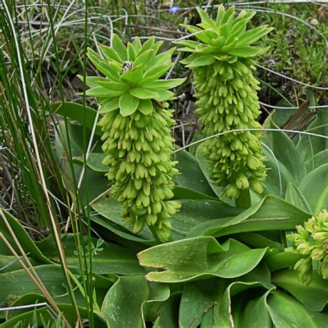 Eucomis autumnalis - Wildflower Indigenous Plant Database