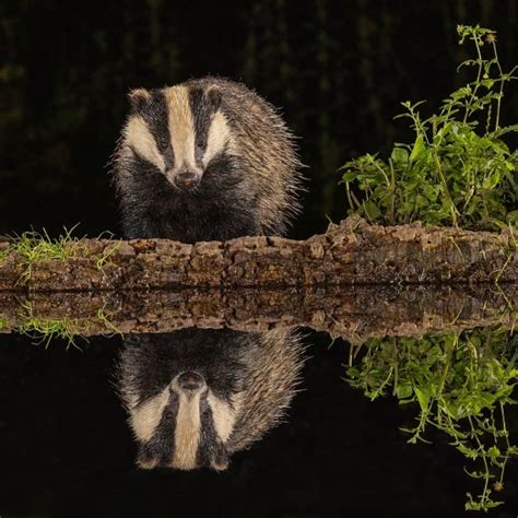 European Badger - Facts, Diet, Habitat & Pictures on Animalia.bio