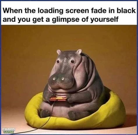 Hippo Meme | Funny memes, Animal memes, Memes